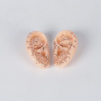 9 सेमी मेडिकल कान एक्यूपंक्चर मॉडल चीनी बिना स्टिंक के जोड़ी ओडीएम में