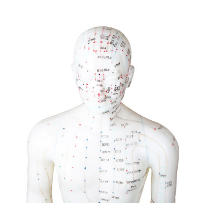 50 सेमी प्वाइंट पुरुष एक्यूपंक्चर मॉडल मानव शरीर जीएमपी प्रमाणपत्र
