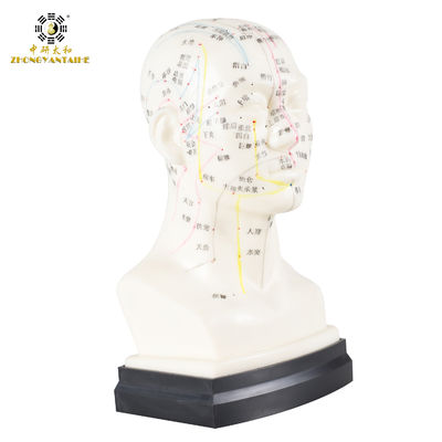 गुणवत्ता  Eco Friendly 20cm Head Acupuncture Body Model Without Effusion Liquid कारखाना