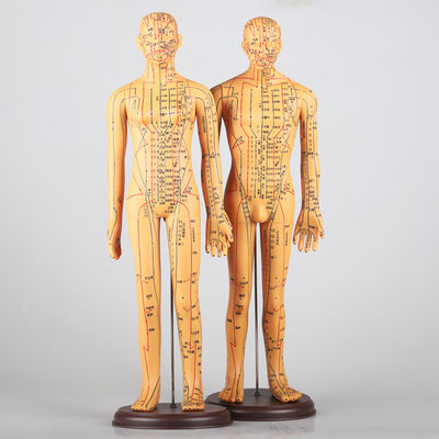 मेरिडियन चार्ट सहित एक्यूपंक्चर बॉडी मॉडल, लगभग 5 किलो, विभिन्न तकनीकों के लिए बहुमुखी