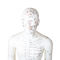 50 सेमी प्वाइंट पुरुष एक्यूपंक्चर मॉडल मानव शरीर जीएमपी प्रमाणपत्र
